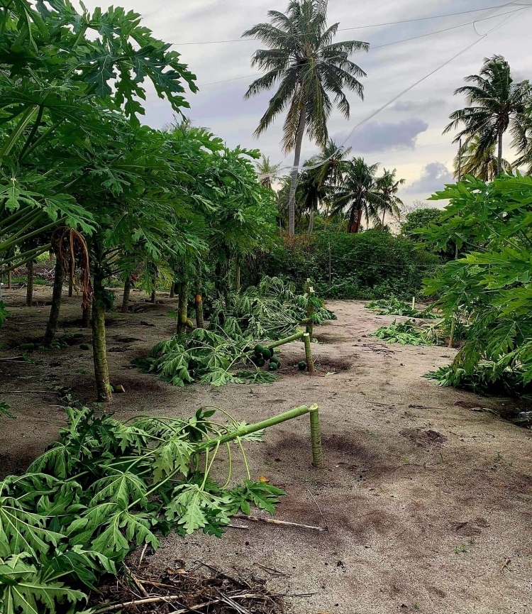 ދަރަނބޫދޫގައި އިތުރު ދަނޑަކަށް ގެއްލުން ދީފި