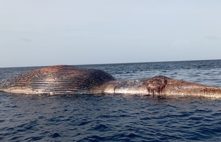 ވ. އަތޮޅު ފަޅެއް ކައިރިން ބޮޑުމަހެއް އޮޔާދަނީ