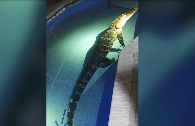 ގެއެއްގެ ސުވިމިން ޕޫލެއްގައި ކިނބުލެއް އޮއްވާ ފެނިއްޖެ