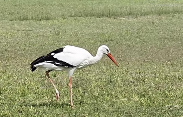 މަދުން ނޫނީ ނުފެންނަ މާކަނާގެ އާއިލާގެ ދޫންޏެއް