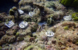 Clay ceramics used as coral bases to create new reef patches -- Photo: Ritz Carlton Maldives