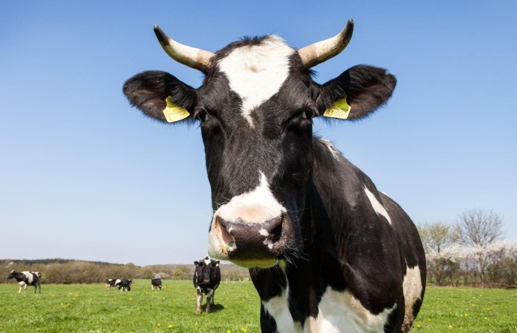 ޗައިނާގެ ސައެންސްވެރިން ކިރުމައި ގެރިއެއް ކްލޯންކޮށްފި