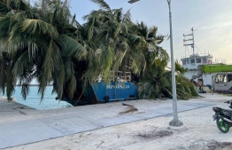 Coconut palms being transported out of Landhoo loaded on the carrier --  Photo: Mihaaru