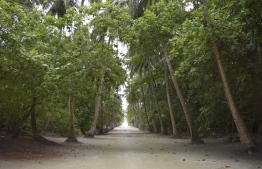Raa Atoll Hulhudhuffaaru; Roads lined with coconut palms