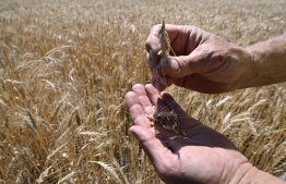 Farmer Serhii Liubarsky, 59, shows wheat grains at a wheat field next to   Rai-Oleksandrivka village, on July 1, 2022, amid Russia's military invasion launched on Ukraine. - Between a lack of fuel and the risk of being bombed, some Ukrainian farmers are wondering how they will harvest their fields as the period for certain crops approaches in July. -- Photo: Genya Savilov / AFP