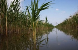 Lake Neusiedl on the Austrian-Hungarian border could soon run completely dry -- photo: Phys.org