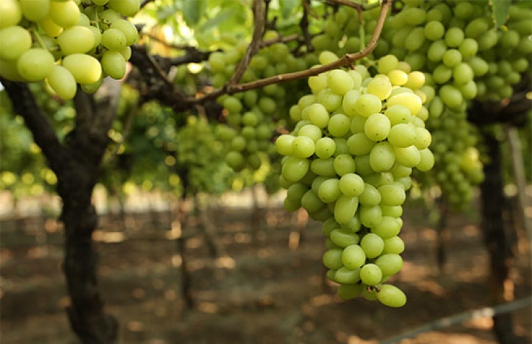 ރާއްޖެއެތެރެކުރި މޭބިސްކަދުރުތަކެއް ނުވިއްކަން އަންގައިފި