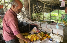 In this picture taken on June 20, 2022, a worker sorts out harvested mangoes at an orchard in Malihabad, some 30 kms from Lucknow. - India is the largest producer of mangoes, accounting for half the global output. Malihabad, in the northern state of Uttar Pradesh, has more than 30,000 hectares of orchards and accounts for nearly 25 percent of the national crop. (Photo by Maryke VERMAAK / AFP)