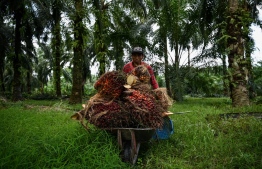 This picture taken on June 30, 2022 shows a foreign worker pushing a wheelbarrow full of palm oil fruits in Ijok, in Malaysia's Selangor state. - Overripe palm oil fruits hang untouched in trees while others lie rotting scattered around a plantation, as Malaysian farmers reap the bitter harvest of a severe labour shortage. -- Photo:  Mohd Rasfan / AFP