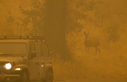 A deer walks through smoke in the community of Klamath River, which burned in the McKinney Fire in Klamath National Forest, northwest of Yreka, California, on July 31, 2022. - Fueled by drought in a changing climate, the fire grew to over 50,000 acres in less than 48 hours. -- Photo: David McNew / AFP