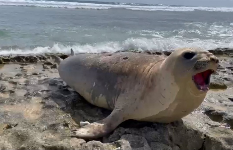 އައްޑު އަށް އެރި ސީލް އެނބުރި ނުދިޔަ!