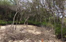Current status of Vaavu atoll Anbaaraa mangrove: the area has been covered in soil -- Photo: Vaavu atoll council