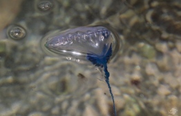 The "blue bottle" jellyfish found across Hulhumale' beaches--