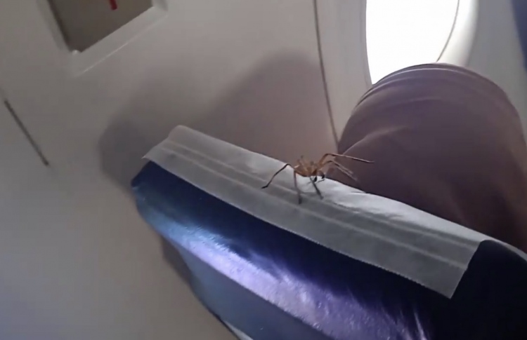 މޯލްޑިވިއަންގެ ފްލައިޓެއްގެ ތެރޭގައި ބޮޑު މަކުނެއް!