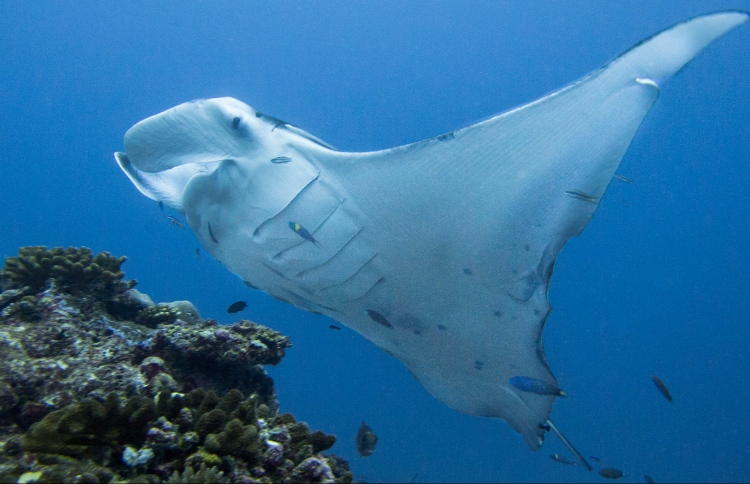 ފަރުތަކުގެ ސިއްހަތު ދެނެގަންނަ ފޮޓޯ މުބާރާތް ފަސްކޮށްފި