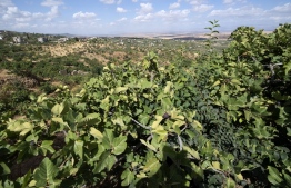 Fig trees are pictured in the Tunisian town of Djebba, southwest of the capital Tunis, on August 19, 2022. - High in the hills of northwestern Tunisia, farmers are growing thousands of fig trees with a unique system of terracing they hope will protect them from ever-harsher droughts. The "hanging gardens" of Djebba El Olia have been put to the test this year as the North African country sweltered through its hottest July since the 1950s. (Photo by FETHI BELAID / AFP)