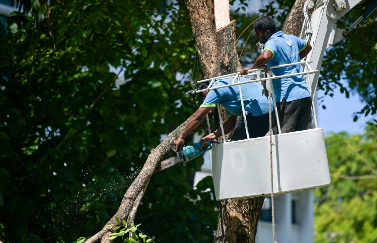 ގަސް ނެގުން ހުއްޓުވުމާ މެދު ގޮތެއް ނިންމަނީ