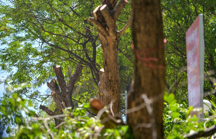 އެންމެ ގިނައީ ގަވާއިދާ ހިލާފަށް ރުއްގަސް ކެނޑުން