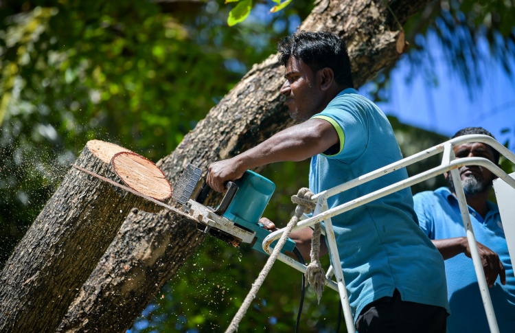އަމީނީމަގު: ގަސް ނެގޭކަށް ނެތް، ނުނަގާ ވާކަށް ނެތް؟