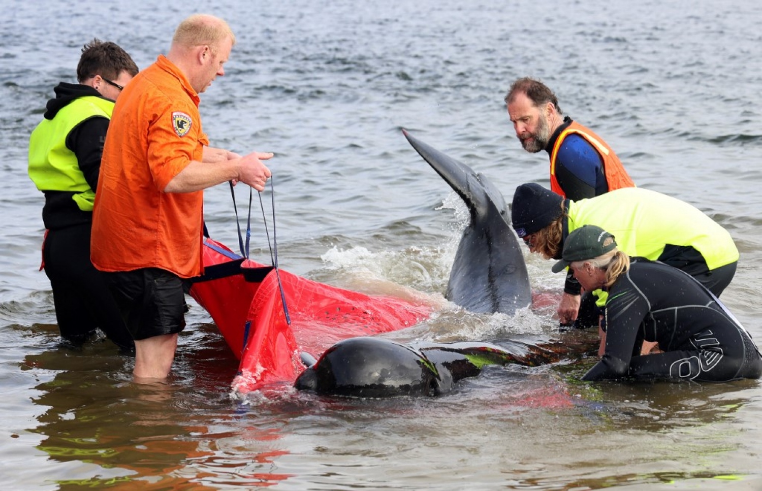 PHOTOS: Super Pod of 200 Pilot Whales Die in Mass Stranding in Australia