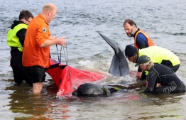 Rescuers release a stranded pilot whale back in the ocean at Macquarie Heads, on the west coast of Tasmania on September 22, 2022. - About 200 pilot whales have perished after stranding themselves on an exposed, surf-swept beach on the rugged west coast of Tasmania. (Photo by Glenn NICHOLLS / AFP)