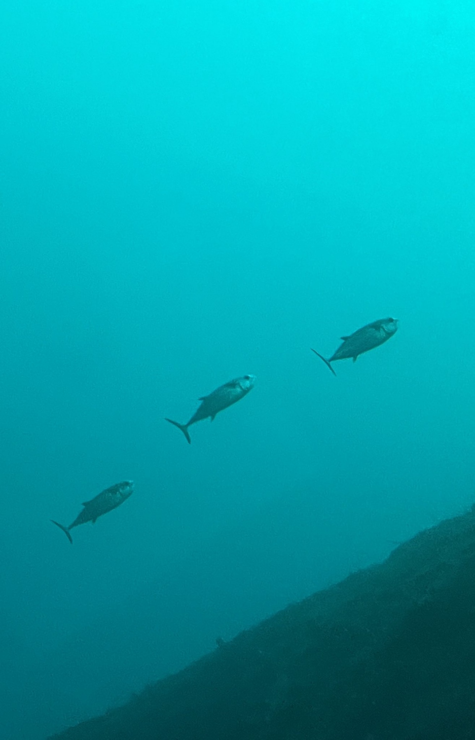 ކަނޑުއަޑިއަށް ކުރެއްވި ޑައިވްގައި މިނިސްޓަރު ޝައުނާ ނަންގަވާފައިވާ ފޮޓޯއެއް: މި ފޮޓޯގައި ފެންނަނީ ކަޅުބިލަ މަސްތަކެއް.