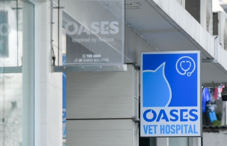 ބުޅާތައް މަރުވިގޮތް ބަލަނީ، އިހުމާލެއް އަދި ނުފެނޭ