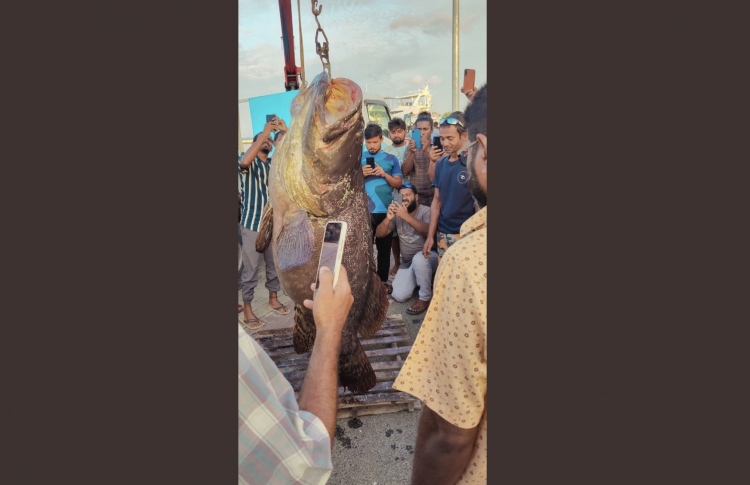 ބޭނި ބިޔަ ފާނައާ އެކު އުފަލާއި ހިތާމަ!