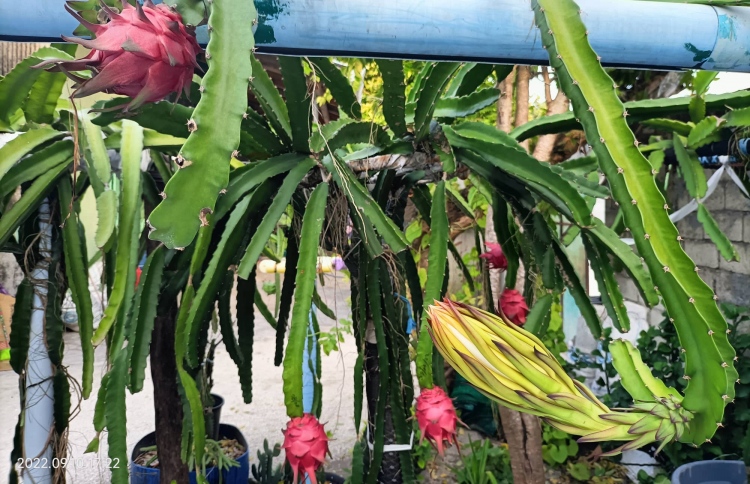 މިގޭގައި ޑްރެގަން ފުރުޓް ކަނީ އަމިއްލައަށް ހައްދައިގެން