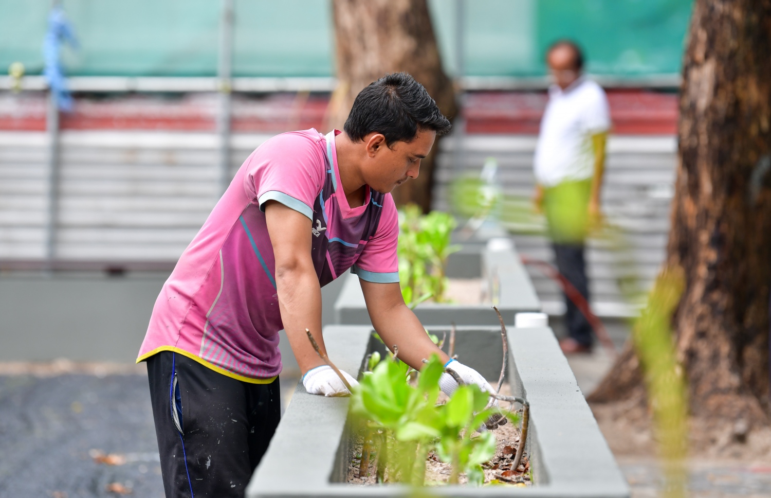 ހުރަވީ ބިލްޑިން ހުރި އިމާރާތުގައި ހަދާ ޕާކް: އެތަނުގައި ގަސް އިންދުމުގެ މަސައްކަތް ކުރަނީ -- ފޮޓޯ: ފަޔާޒް މޫސާ | މިހާރު