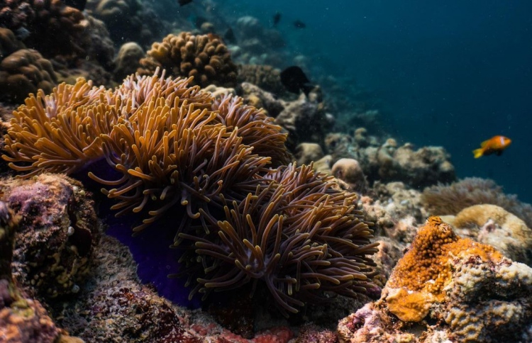 ރާއްޖޭގައި 36 ބާވަތެއްގެ މުރަކަ ނެތިދިއުމުގެ ބިރުބޮޑު