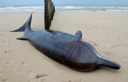 A photograph taken on November 7, 2022 shows an injured beaked whale shored on a beach in Sangatte, northern France. - According to the Ligue des animaux (LPA-Animals League), the rising tide could allow the injured animal to reach the sea. -- Photo: Bernard Barron / AFP