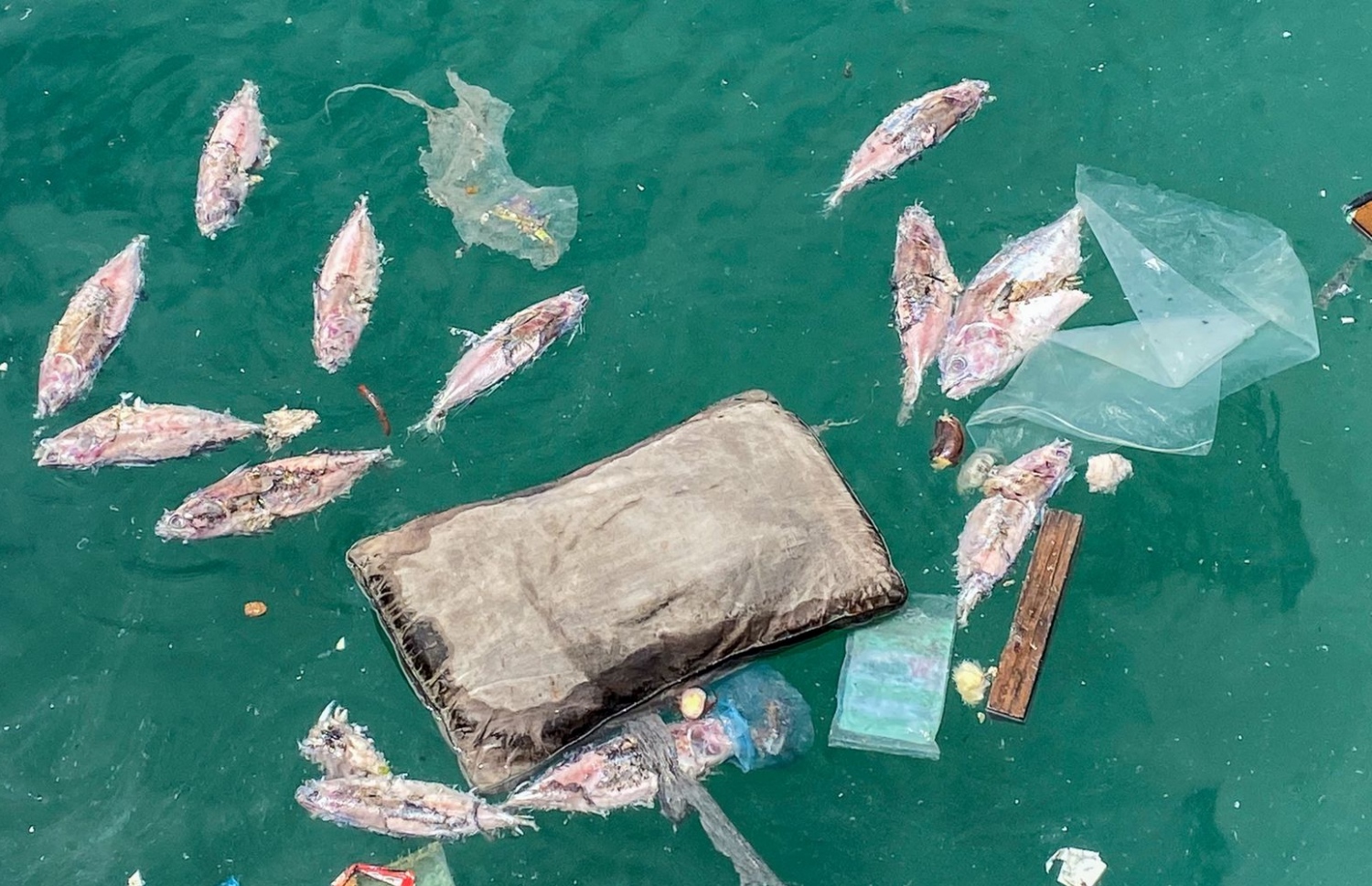 ފަޅުތެރޭގައި މަސްތައް ކުނިވެފައި.-- ފޮޓޯ: ފަޔާޒު މޫސާ \ މިހާރު