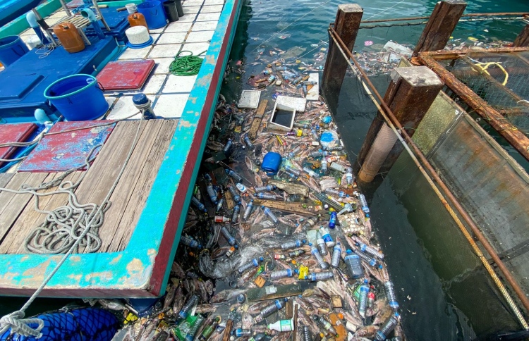 ނުކިރުވޭ މަސްތައް ހުޅުމާލޭ ފަޅަށް؛ މޫދު ކުނިވެފައި!