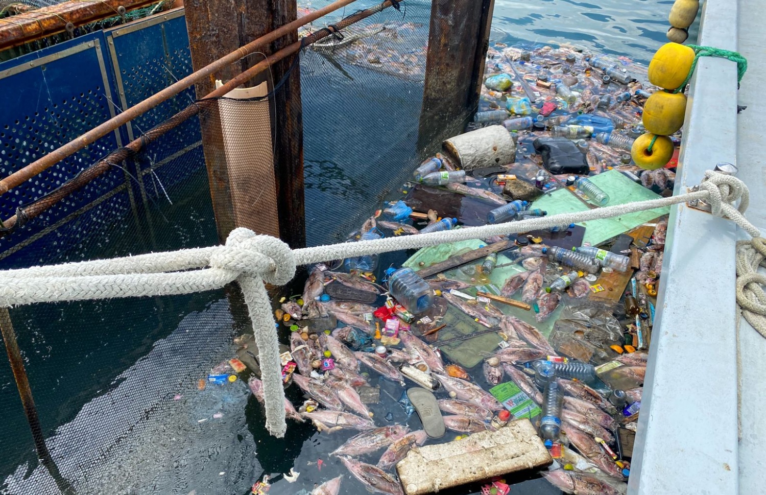 ކަންނެލި ޖެޓީ ފަޅުގައި މަސްތައް ކުނިވެފައި.-- ފޮޓޯ: ފަޔާޒު މޫސާ \ މިހާރު