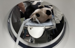 This undated handout picture released by the Taipei Zoo on November 19, 2022 shows giant panda Tuan Tuan, who was gifted to Taiwan by China in 2008, undergoing an MRI scan at the zoo in Taipei. - A male giant panda gifted by China to Taiwan as a symbol of warmer ties has died on November 19, 2022 after suffering a spate of seizures, the Taipei Zoo said. -- Photo by Handout / Taipei Zoo / AFP