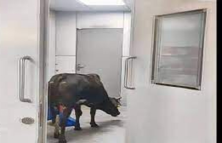 އިންޑިއާގެ ހޮސްޕިޓަލެއްގެ އައިސީޔޫގައި ގެރިއެއް