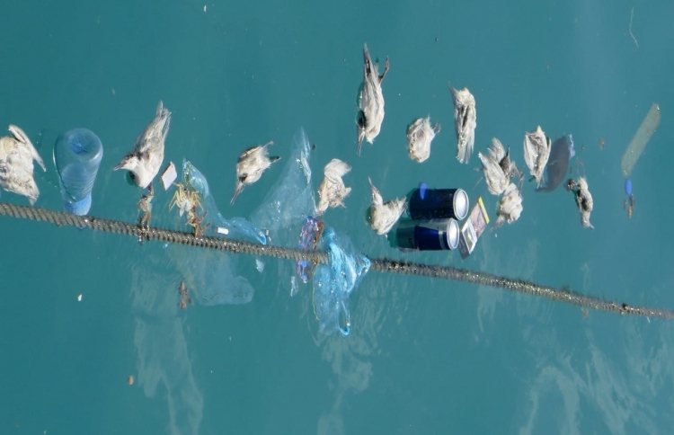 މަރުވެފައިވާ ވައްލަތަކެއް މާލޭގެ ފަޅުތެރެއިން ފެނިއްޖެ