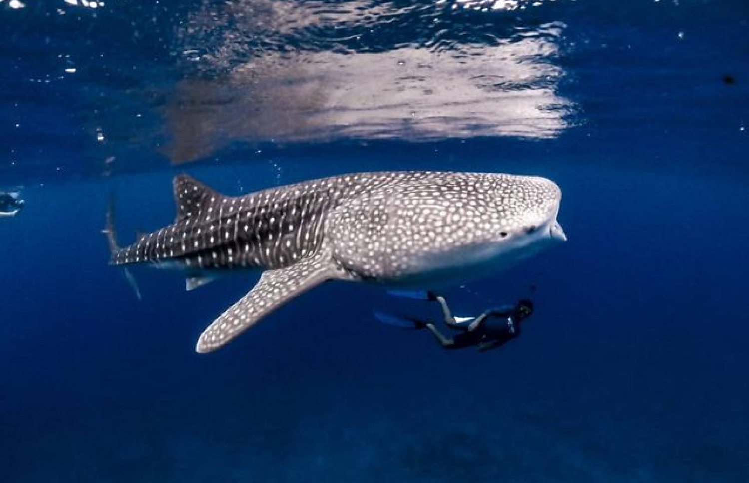 އދ. އަތޮޅުގެ ވޭލް ޝާކް ޕޮއިންޓްގައި ފެހުރިއްސެއް ކައިރިން މީހަކު ފީނަނީ -- ފޮޓޯ: ނަބީހް އެމްވީ | އިންސްޓަގްރާމް