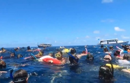 Capture from a video uploaded to Twitter showing swarms of eager tourists gathered at Alifu Dhaalu Maamigili whale shark point-- Photo: Jeff Rose / Twitter