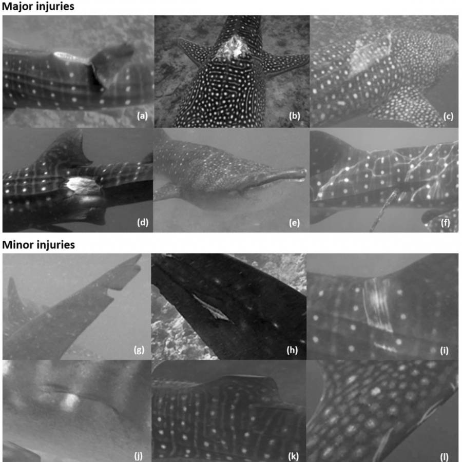 އެމްޑަބްލިއުއެސްއާރްޕީގެ ދިރާސާގައި ހިމަނާފައިވާ، ފެހުރިއްސަށް ލިބިފައިވާ އަނިޔާ ފެންނަ ފޮޓޯތައް.