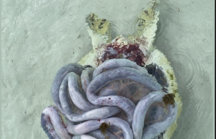 ހިމާޔަތްކޮށްފައިވާ ހިސާބަކުން ފިނޮޅެއްގައި ވެލާ ފަޅާފައި