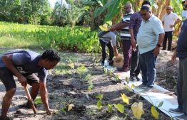 The Minister of Fisheries, Marine Resources and Agriculture Dr Hussein Rasheed Hassan observes a taro farm -- MIHAARU FILE PHOTO