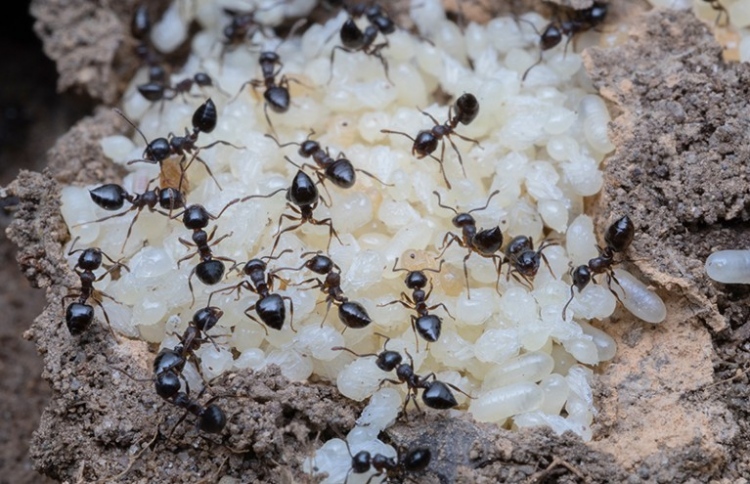 ހިނި ވެސް ކިރު އުފައްދާކަން އެނގުނީ އަދި ކިރިޔާ