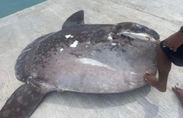 The sunfish caught by B. Fulhadhoo fishermen --