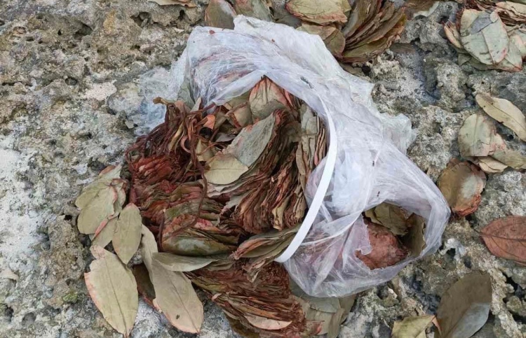 ތ. އަތޮޅު ރަށްތަކަށް ގޮތްނޭނގޭ ފަތްތަކެއް ލައްގަނީ