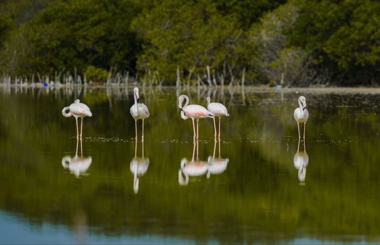 ދޫނި ހިޖުރަކުރާ މޫސުން ފެށިއްޖެ، އެދެނީ ގޯނާ ނުކުރަން