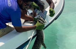 MNDF capturing the crocodile in H.A. Hoarafushi Lagoon PHOTO / MNDF
