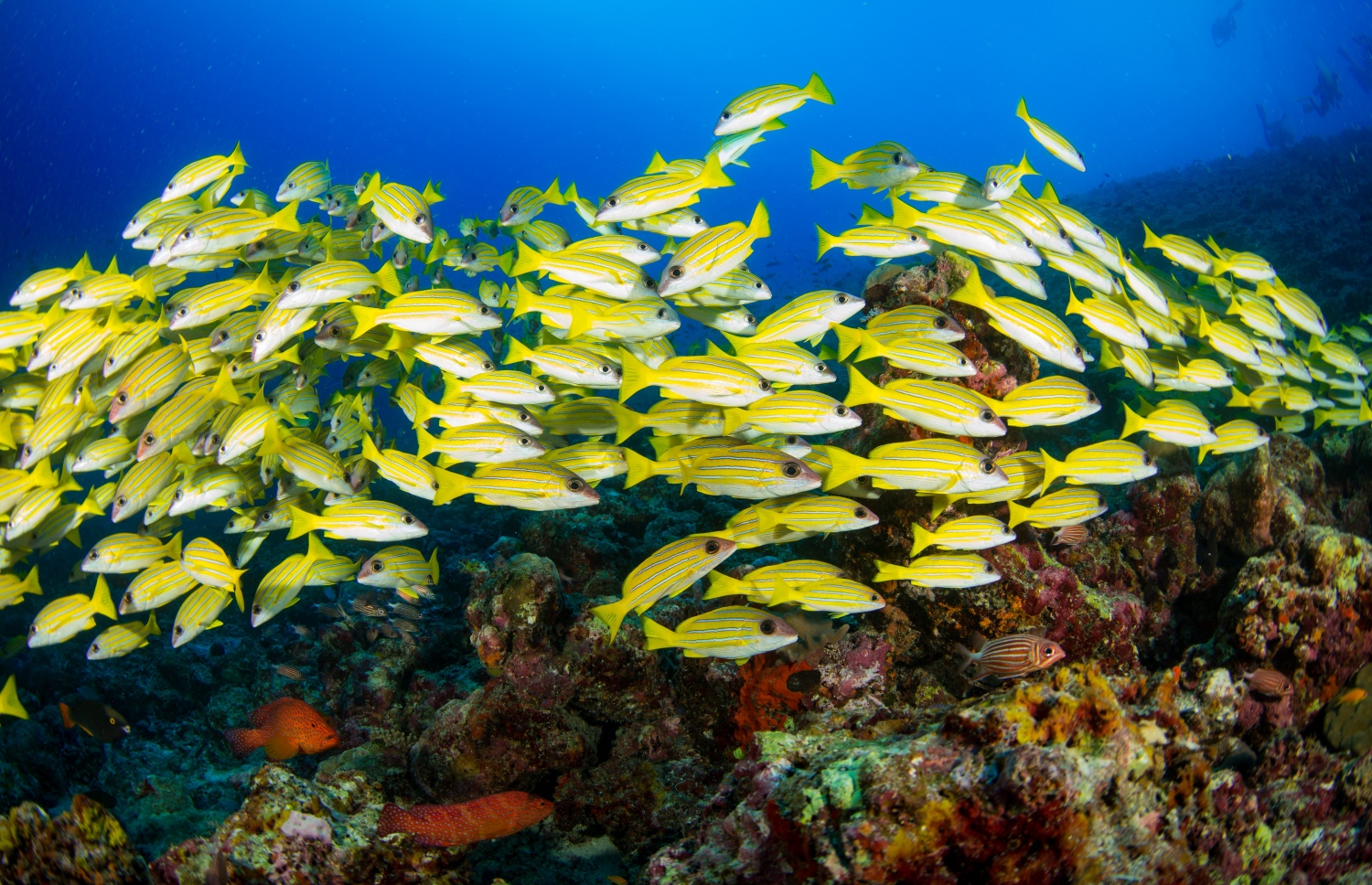 "ނޫ ރާއްޖެ"އިން ކުރި ދިރާސާއެއްގައި ނަގާފައިވާ މަސްތަކެއްގެ ފޮޓޯއެއް: ރާއްޖޭގެ ކަނޑުފަޅުތައް ބޭނުންކުރާ ގޮތް ބެލުމަށް ބޮޑު ދިރާސާއެއް ވަނީ ފަށައިފައި -- ފޮޓޯ: ނޫ ރާއްޖެ