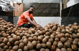 A vendor cleans coconuts at a local market stall; demand for the commodity has risen ahead of Ramadan-- Photo: Nishan Ali | Mihaaru